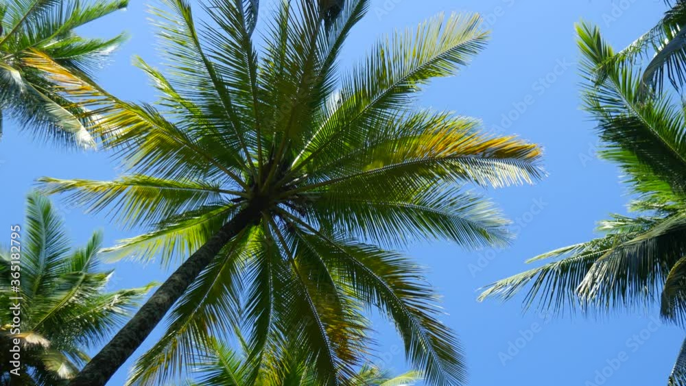 View of palm trees in a tropical forest with clear blue sunny sky in the background. View of palm trees in a tropical forest with clear blue sunny sky in the background.