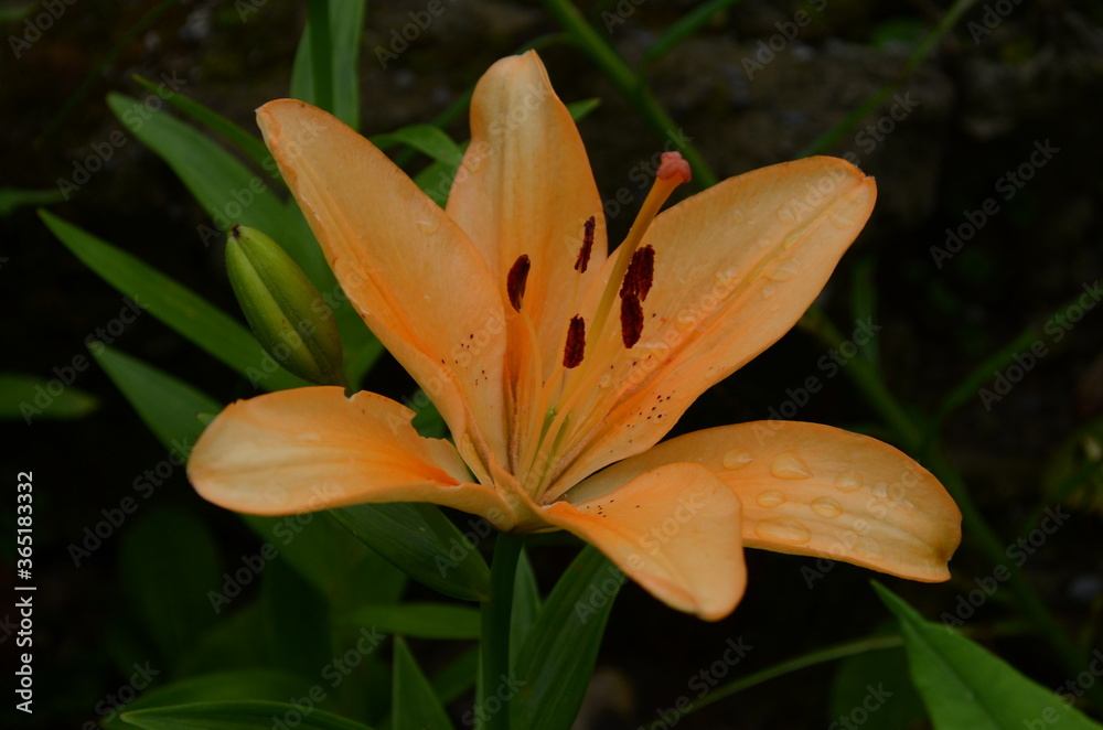 Fototapeta premium Brightly orange lily flowers. Beautiful flowers with orange petals.