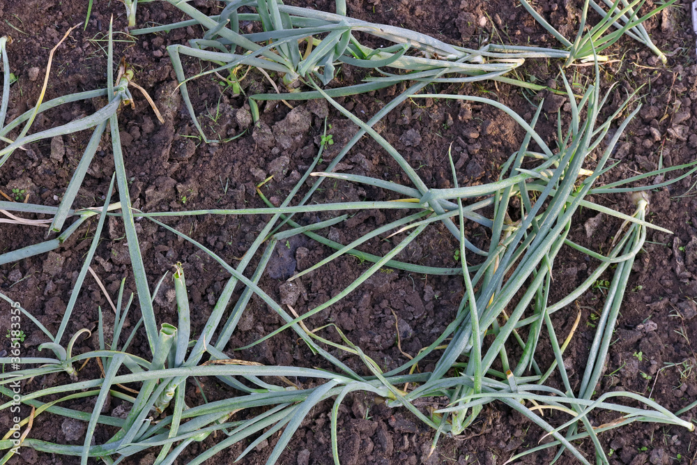 Old green onion leaves fell to the ground from lack of water