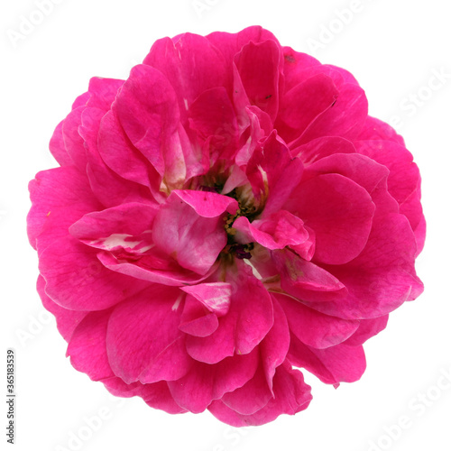 Small perfect pink rose flower isolated macro