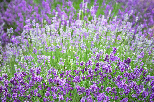 Violet lavender field with fresh flowers (blossoms) and bee. Blurry background. Copy space for your message (text).