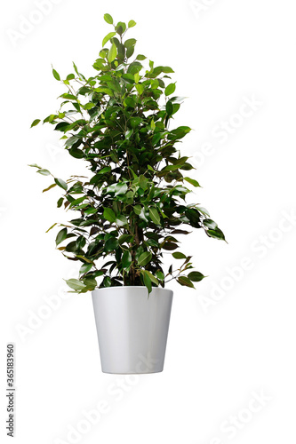 Pot plant in a studio setting, isolated on white