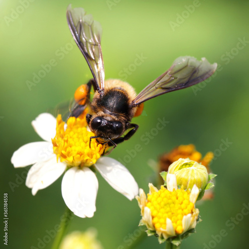 bee on flower looking for pollen