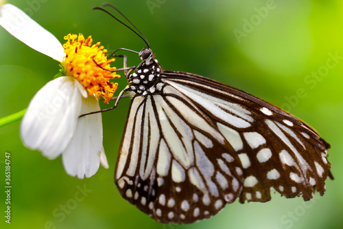 black and white butterfly on a flower