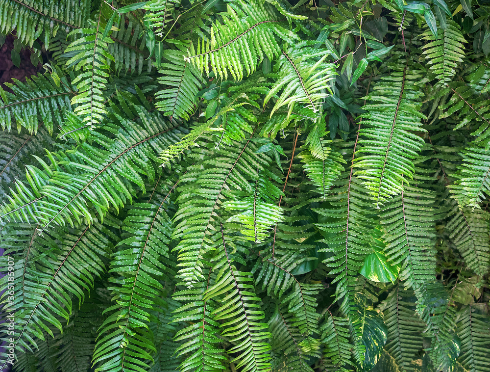 Beautiful natural fern empty pattern. Perfect background with young green tropical leaves of a fern. Foliage plant, jungle nature texture. Copy space. Kenya, Africa.