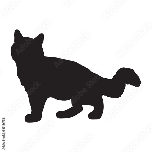 silhouette of a cat