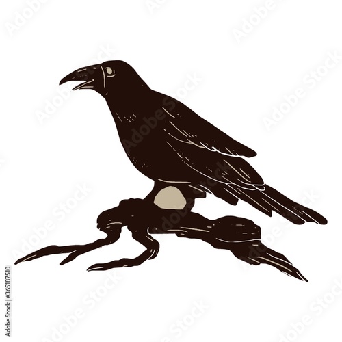 crow