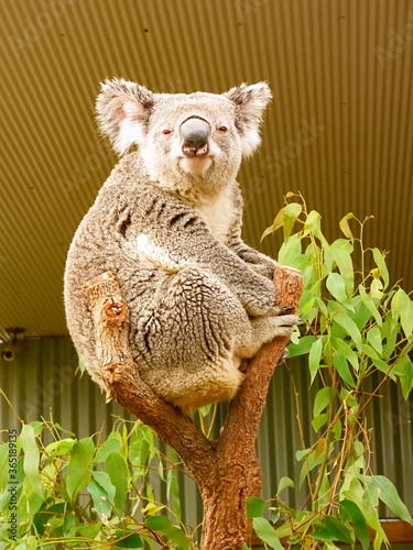 Koala sitting on a tree at the WILD LIFE Sydney Zoo