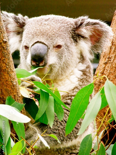 Koala sitting on a tree at the WILD LIFE Sydney Zoo