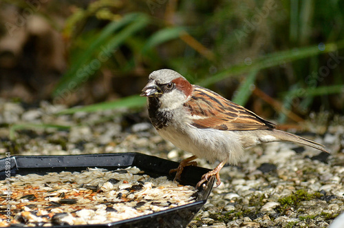 Spatz an Futterstelle