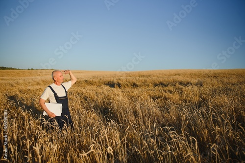 Serious gray haired agronomist or farmer using a tablet while inspecting organic wheat field before the harvest. Back lit sunset photo.