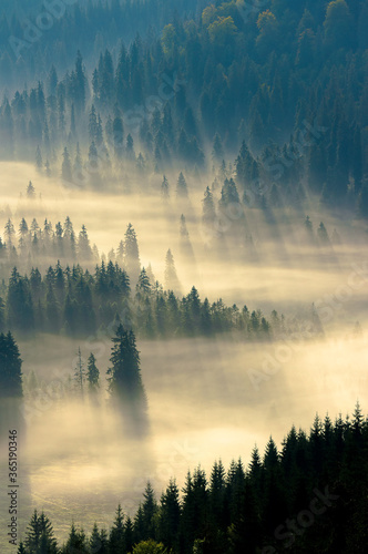 mist among the forest. spruce trees in the valley full of glowing fog. fantastic nature scenery in mountains at sunrise. view from above