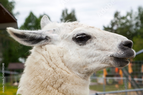 White Lama looks askance at the camera © sommersby