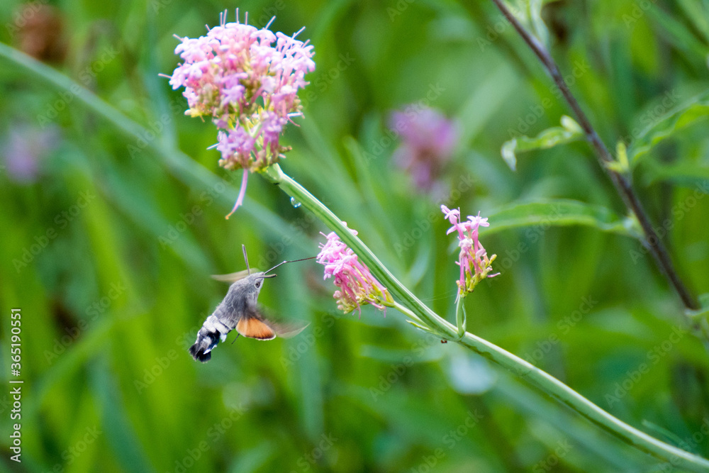 Pequeño colibrí se acerca a una flor