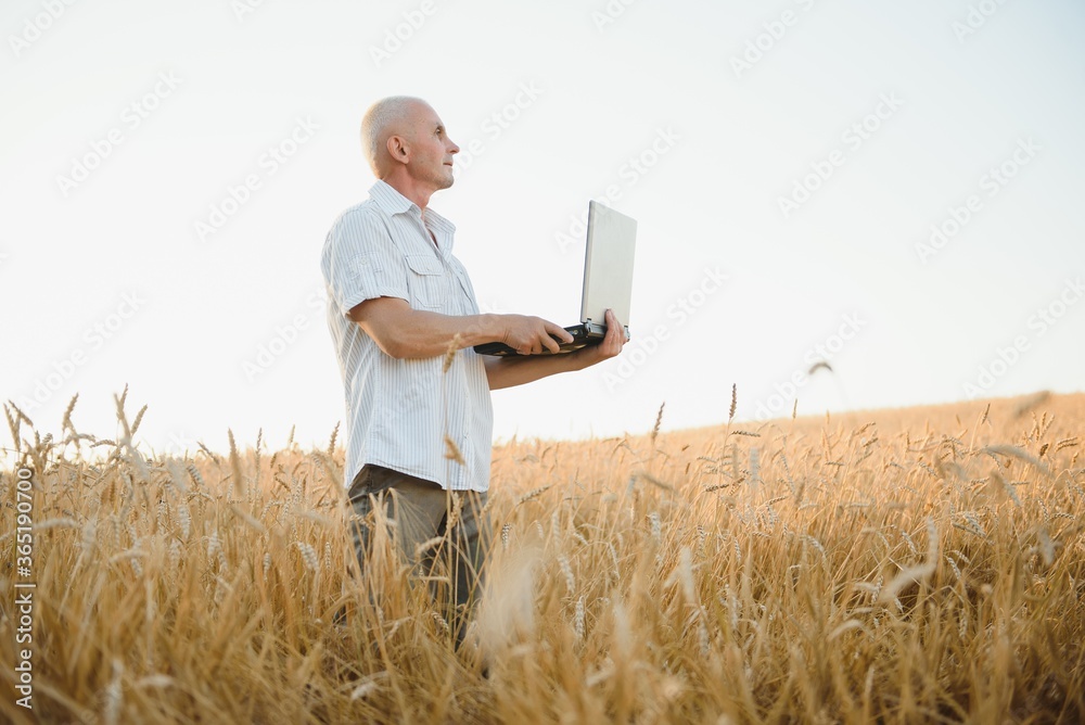 Farmer In Wheat Field Inspecting Crop Farmer In Wheat Field Inspecting Crop