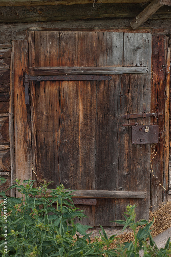 Old and weathered wooden barn door and nettle Old and weathered wooden barn door and nettle