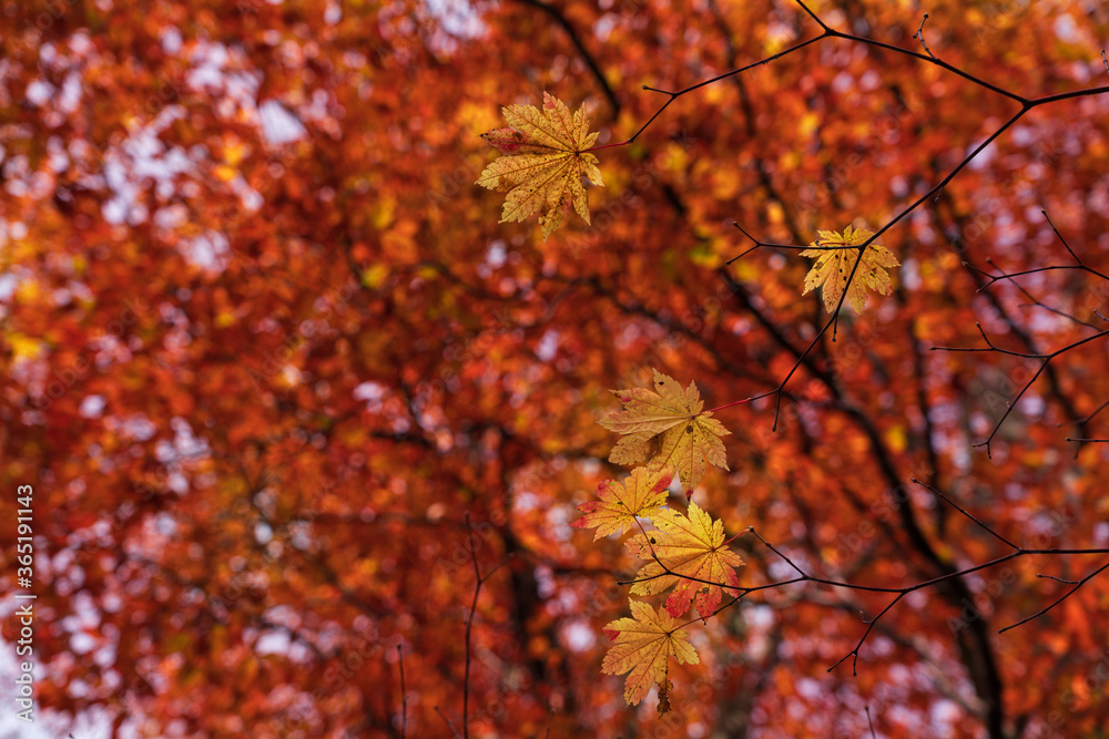 黄色に染まるカエデの葉