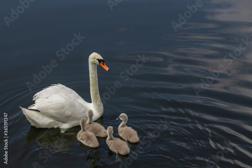Swan with chicks in the lake in summer