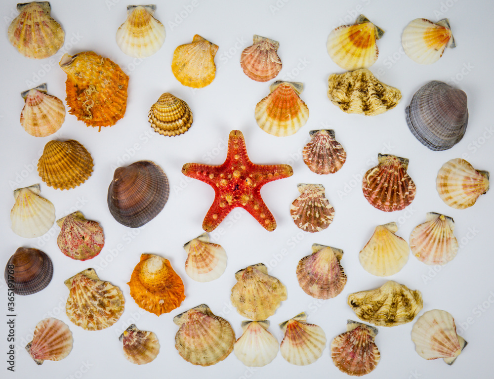 composition of exotic shells and starfish on a white background. fossils found in the sea depths of the oceans composition of exotic shells and starfish on a white background. fossils found in the sea depths of the oceans