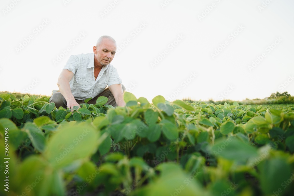 Senior farmer standing in soybean field examining crop at sunset. Senior farmer standing in soybean field examining crop at sunset.