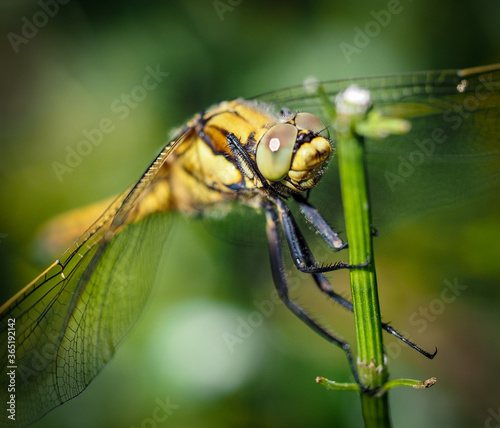 Large common shore dragonfly close up on a branch