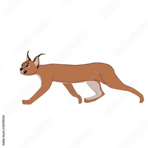 Caracal Illustration