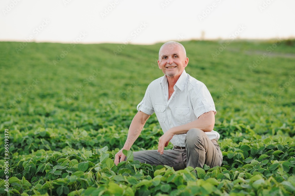 Portrait of senior farmer standing in soybean field examining crop at sunset. Portrait of senior farmer standing in soybean field examining crop at sunset.