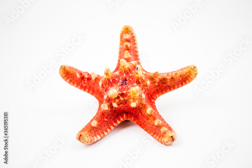 starfish isolated on white background. a fossil found on the reefs of the ocean