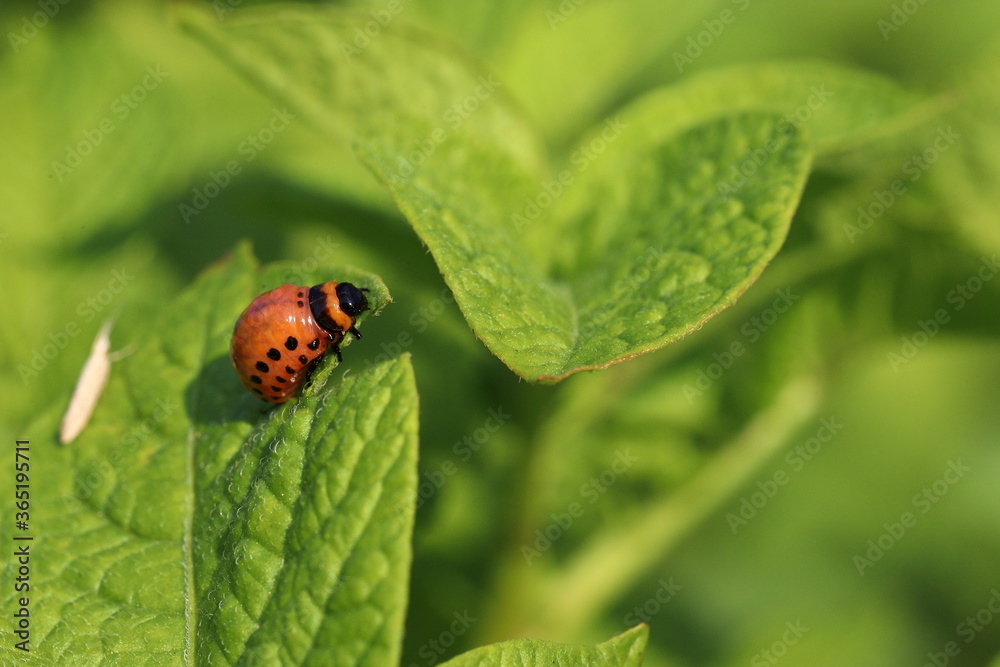 Colorado potato beetle larvae with potatoes eat green potato leaves. The main pest of potato crops. Potato bug. Striped beetle Colorado potato beetle larvae with potatoes eat green potato leaves. The main pest of potato crops. Potato bug. Striped beetle