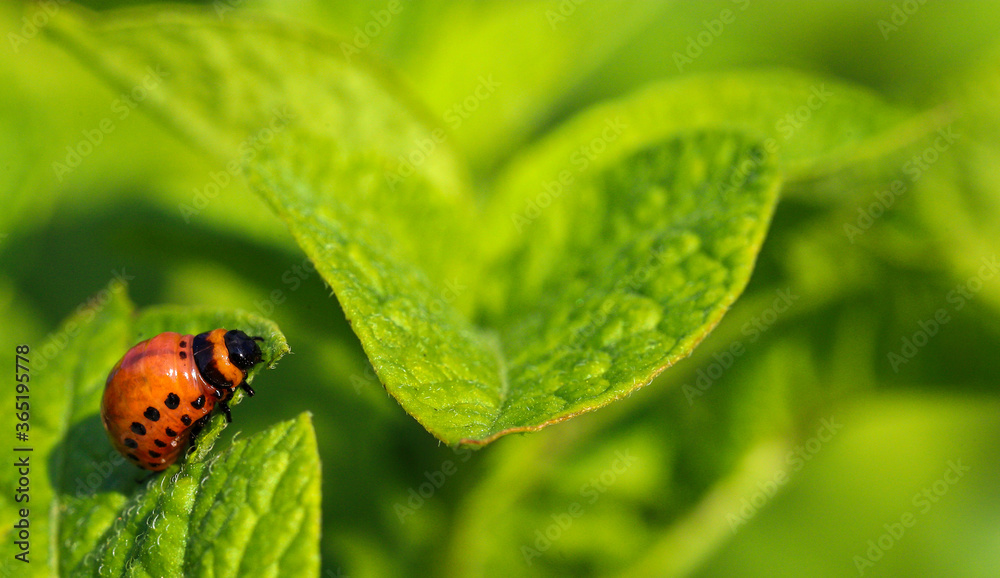 Colorado potato beetle larvae with potatoes eat green potato leaves. The main pest of potato crops. Potato bug. Striped beetle Colorado potato beetle larvae with potatoes eat green potato leaves. The main pest of potato crops. Potato bug. Striped beetle