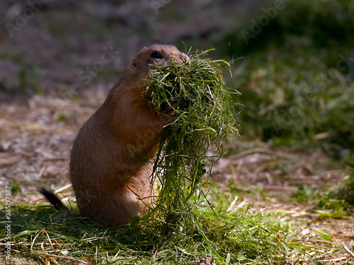 Prairie Dog (Cynomys ludovicianus) with a pile of grass to make his burrow 