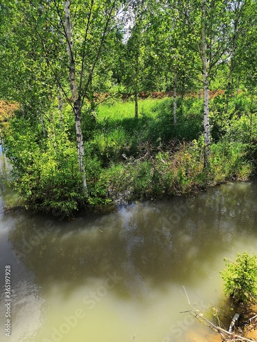 river in the woods