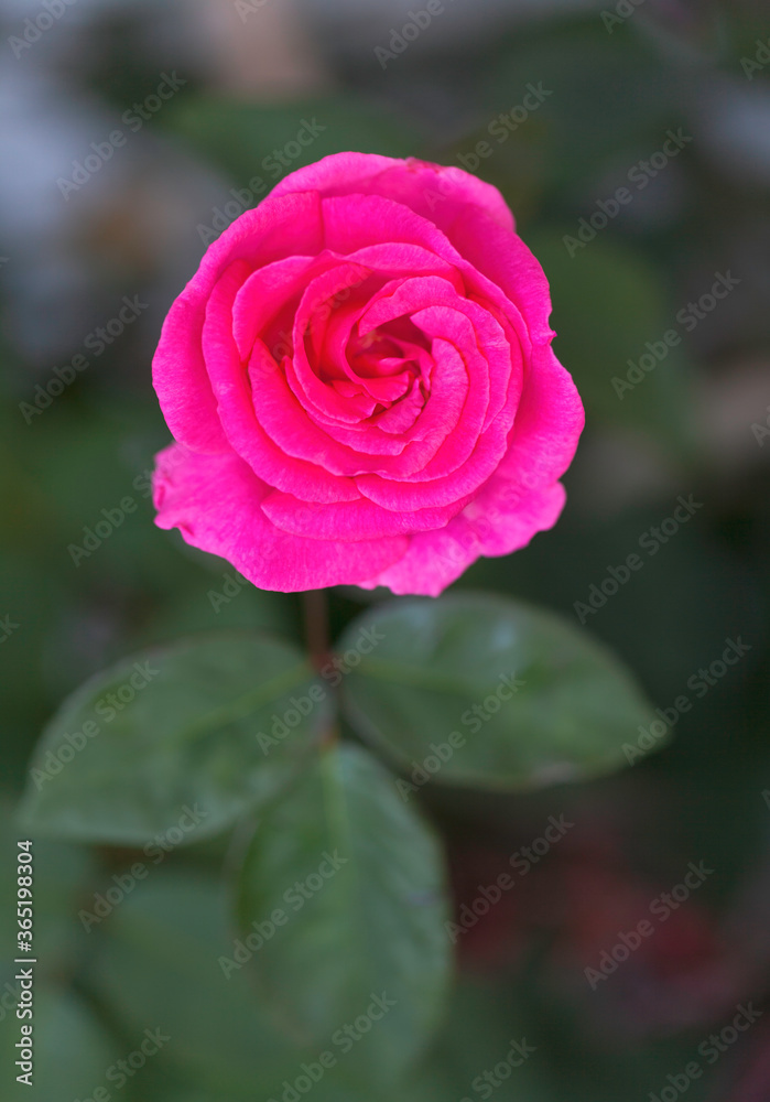 Macro shot of a beautiful bright pink bush rose flower named Macro shot of a beautiful bright pink bush rose flower named