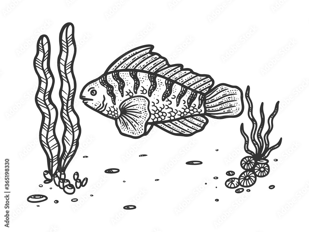 Fish And Algae Sea Plants Sketch Engraving Vector Illustration T Shirt Apparel Print Design Scratch Board Imitation Black And White Hand Drawn Image Stock Vector Adobe Stock