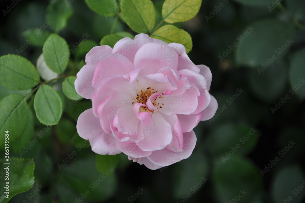 Beautifil tender pink rose bloom in the garden, flower with leaf Beautifil tender pink rose bloom in the garden, flower with leaf