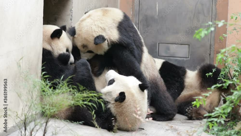 Young Pandas are Playing on the Ground Young Pandas are Playing on the Ground
