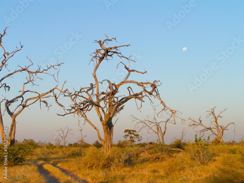 Botswana Savute Chobe NP