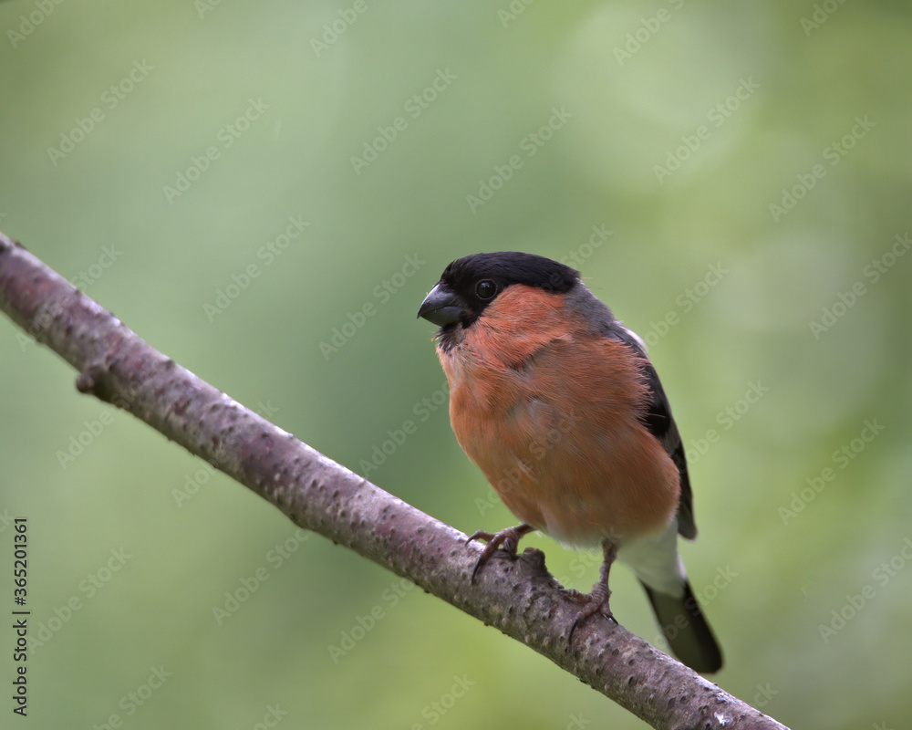 Male Eurasian Bullfinch , Pyrrhula pyrrhula perched on a branch. Male Eurasian Bullfinch , Pyrrhula pyrrhula perched on a branch.