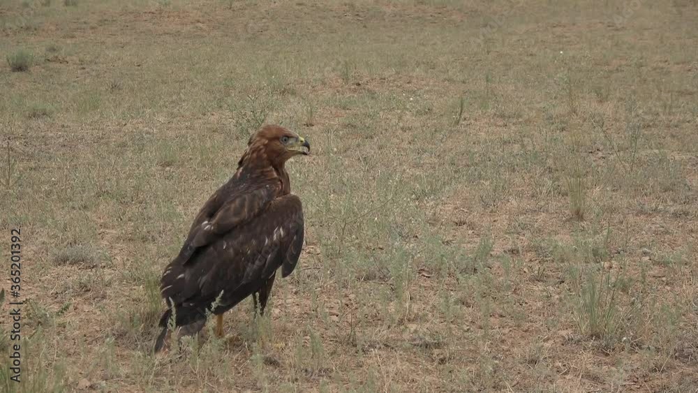 Kalmykia, reserve. Steppe eagle chick after leaving the nest. Kalmykia, reserve. Steppe eagle chick after leaving the nest.