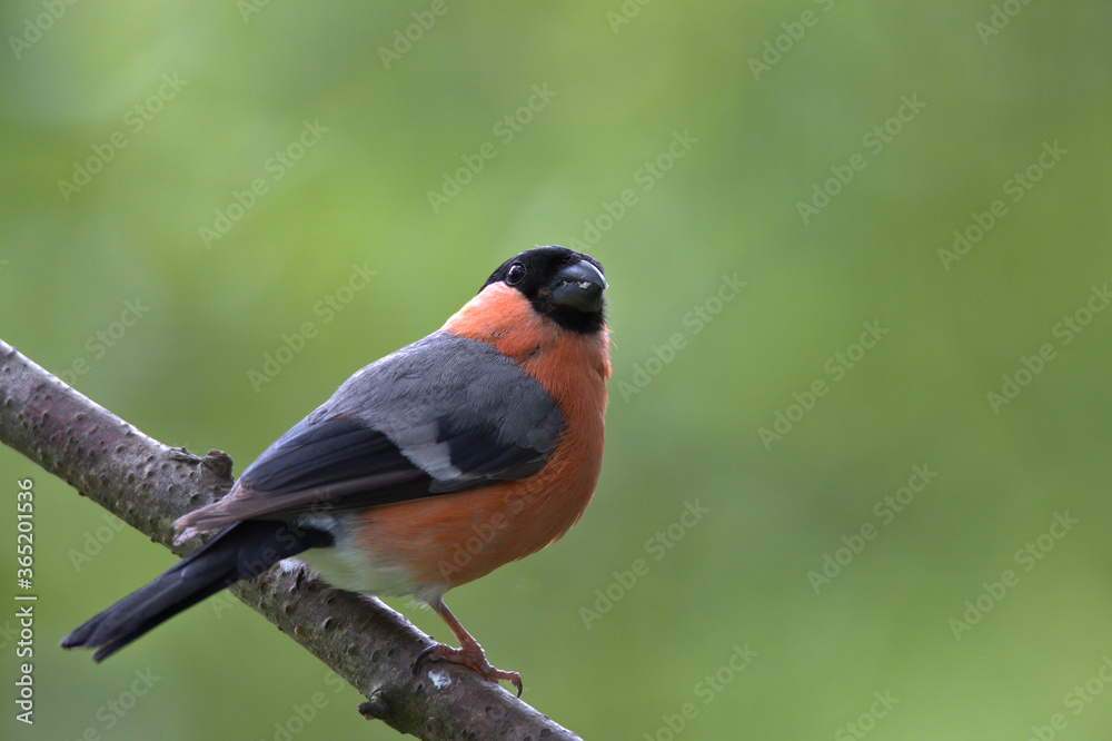 Male Eurasian Bullfinch , Pyrrhula pyrrhula perched on a branch. Male Eurasian Bullfinch , Pyrrhula pyrrhula perched on a branch.