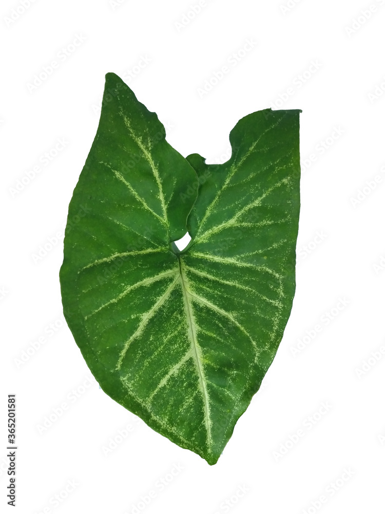 Fototapeta premium tropical green leafs isolated on white background