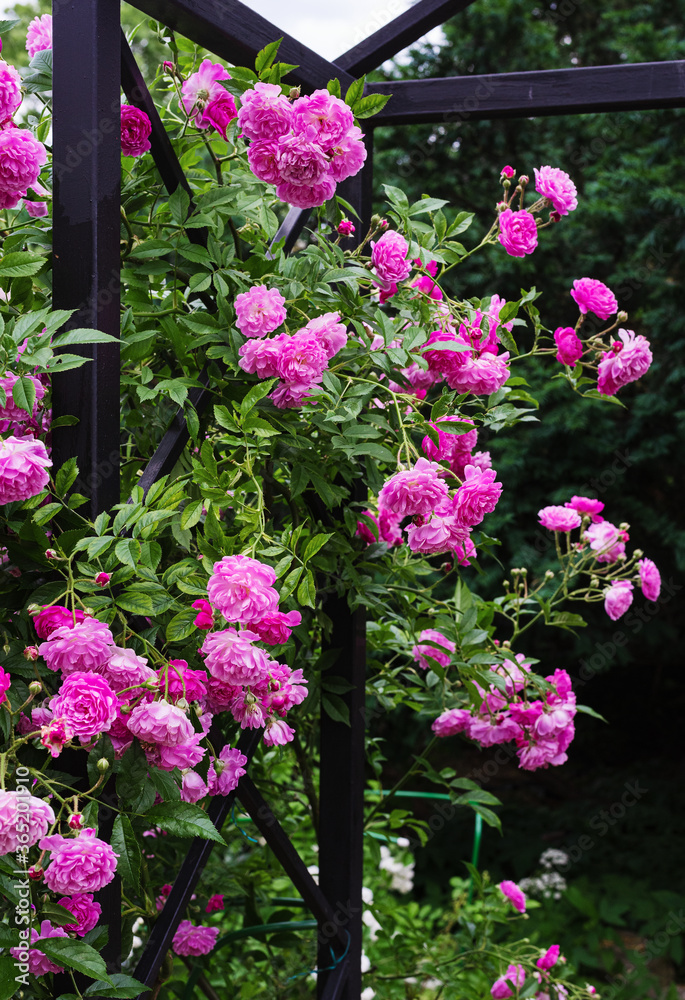 pink french rosehip with rose flowers