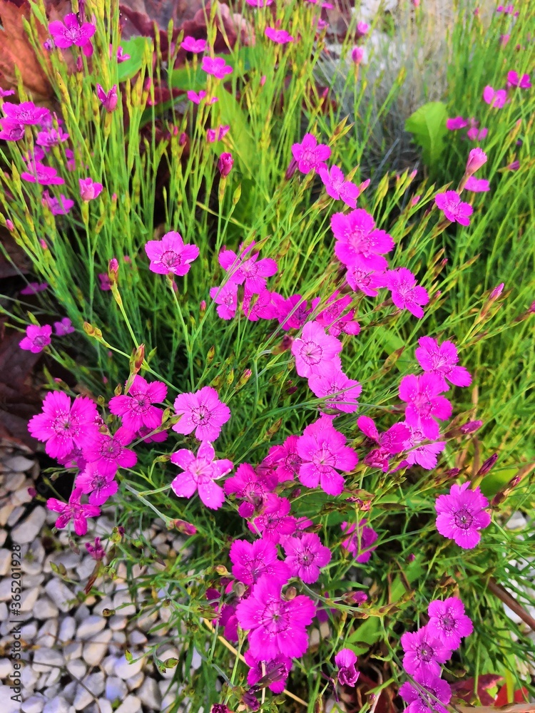 Obraz premium pink flowers in a garden