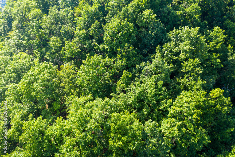 Aerial view of the forest of Quercus petraea, commonly known as the sessile oak, Cornish oak, Irish Oak or durmast oak