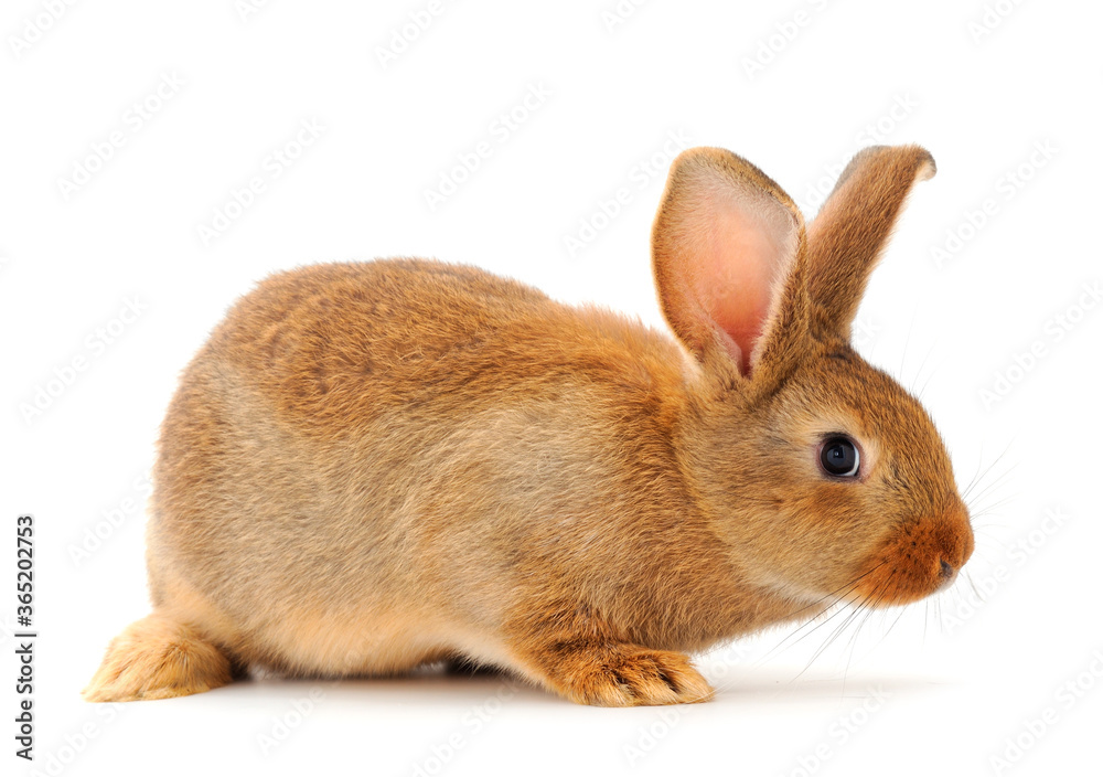 Brown rabbit isolated. Brown rabbit isolated.