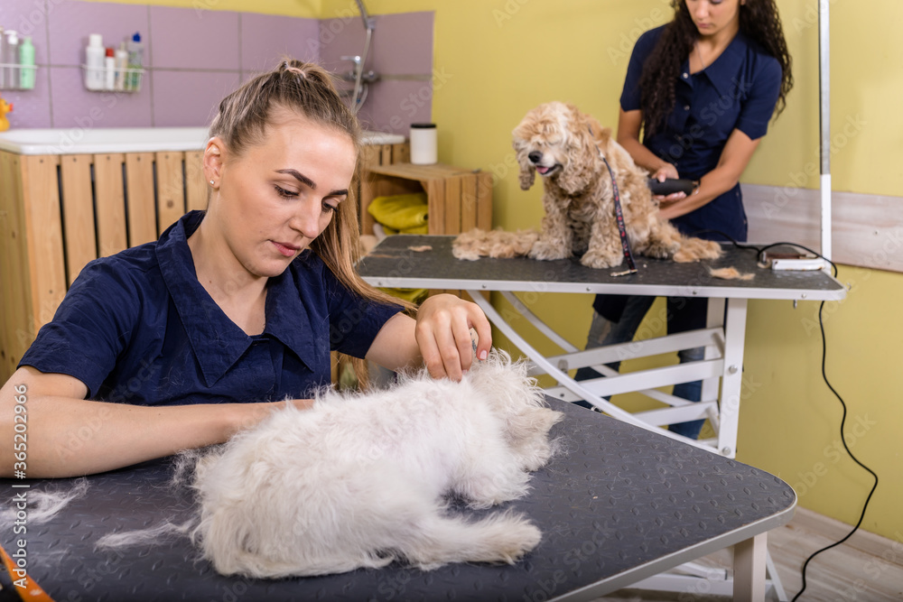 Grooming salon working place, pet shop. Grooming salon working place, pet shop.