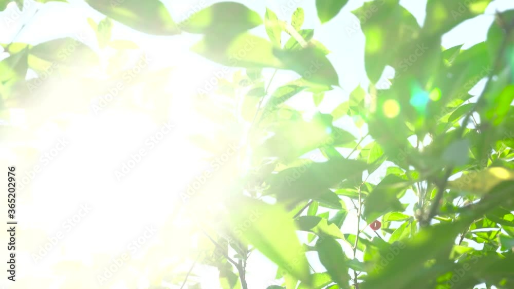 A ripe cherry berry hangs on a tree against the background of leaves and sunlight. Summer. A ripe cherry berry hangs on a tree against the background of leaves and sunlight. Summer.