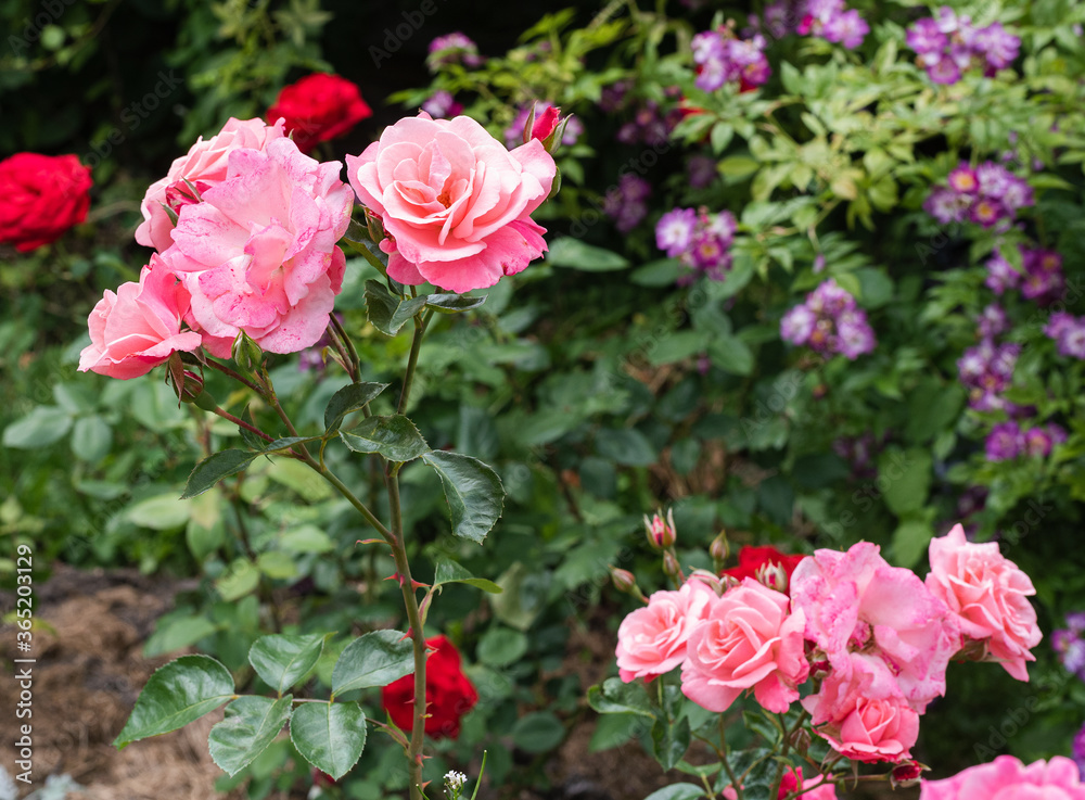 pink chinese rose or rose hip blooming flowers pink chinese rose or rose hip blooming flowers