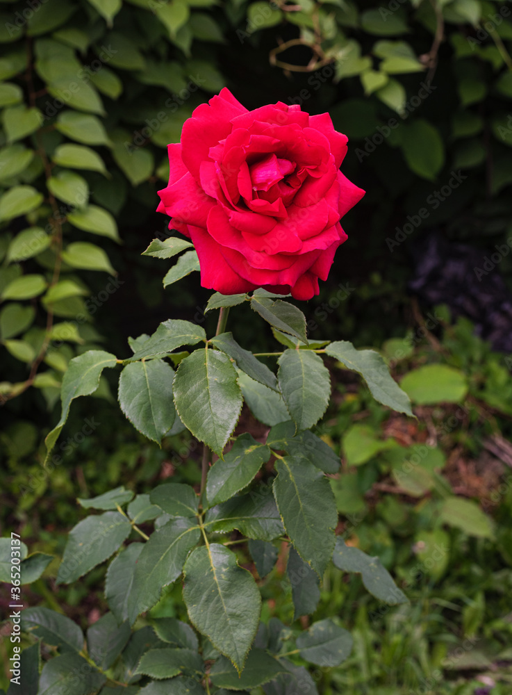 scarlet Chinese rose or rose hips, large red flower scarlet Chinese rose or rose hips, large red flower