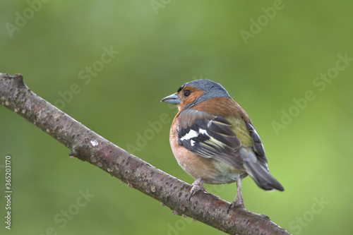 Male Common Chaffinch, Fringilla coelebs perched on a branch.